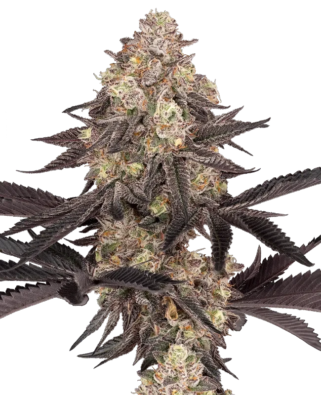Black Cherry Reserve Feminized (Sensi Seeds) – Pflanze