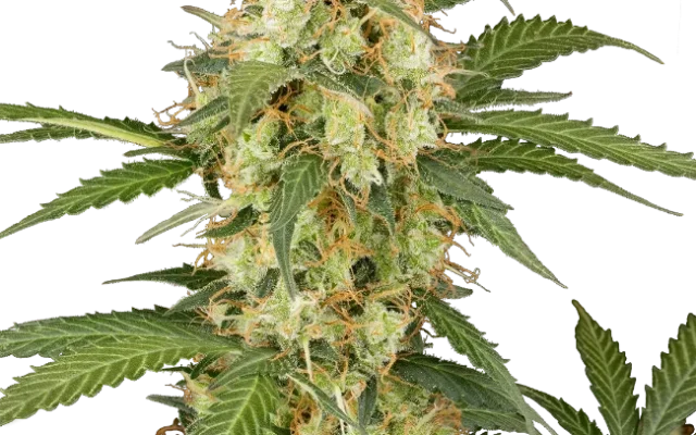 Candy Apples Automatic (Sensi Seeds) – Pflanze