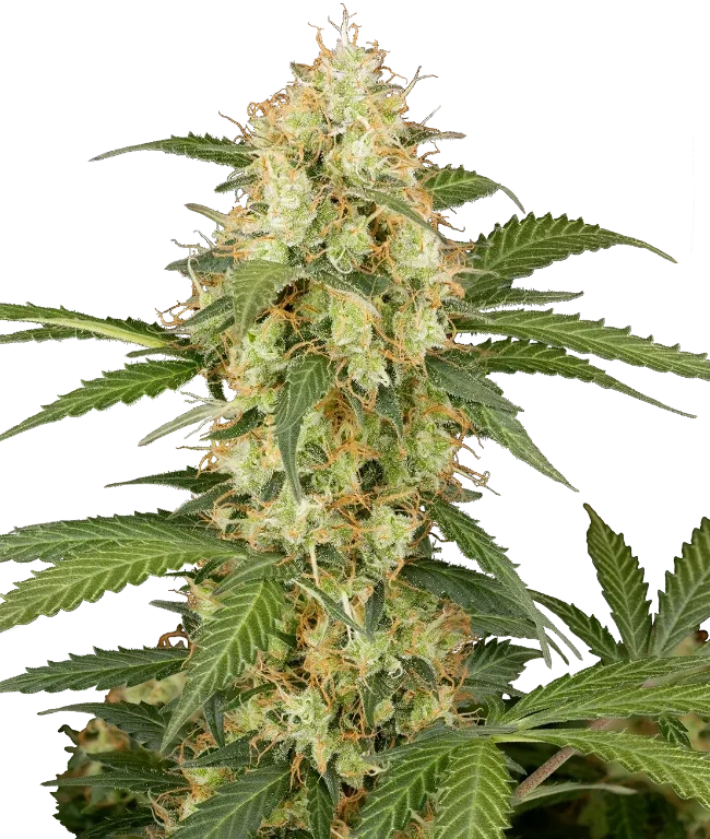 Candy Apples Automatic (Sensi Seeds) – Pflanze
