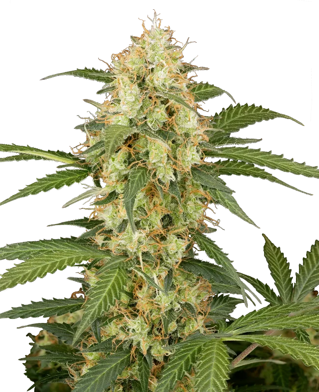 Candy Apples Automatic (Sensi Seeds) – Pflanze
