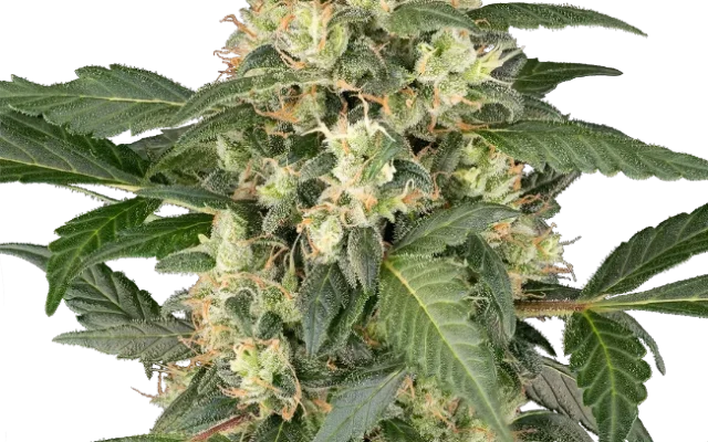 Copenhagen Sour Automatic (Sensi Seeds) – Pflanze