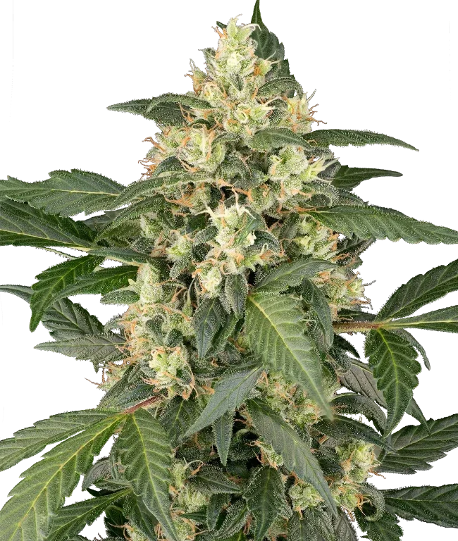 Copenhagen Sour Automatic (Sensi Seeds) – Pflanze