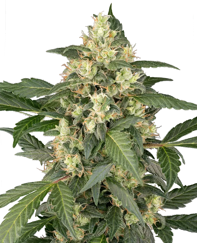Copenhagen Sour Automatic (Sensi Seeds) – Pflanze