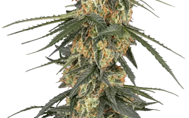 Tangerine Splash Automatic (Sensi Seeds) – Pflanze