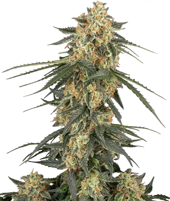 Tangerine Splash Automatic (Sensi Seeds) – Pflanze