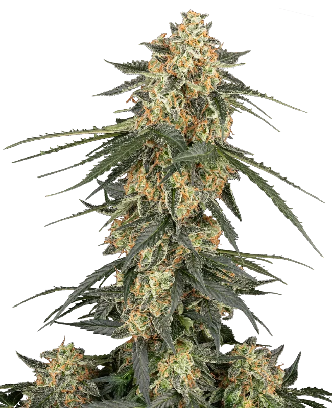 Tangerine Splash Automatic (Sensi Seeds) – Pflanze