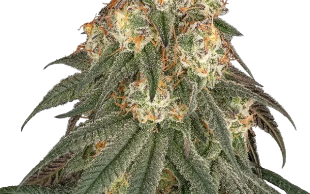 Black Romanov Feminized (Ziplock) – Pflanze