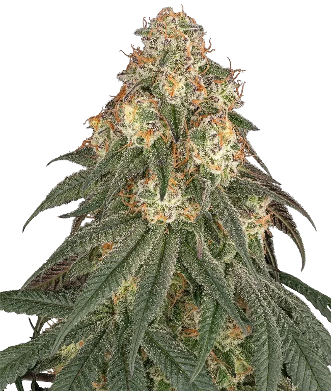 Black Romanov Feminized (Ziplock) – Pflanze