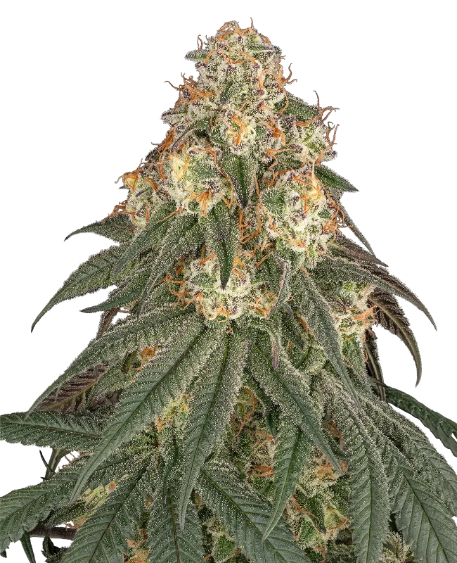 Black Romanov Feminized (Ziplock) – Pflanze