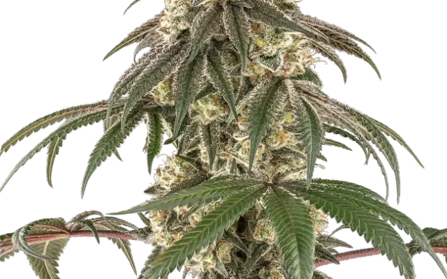 Honey Pot Feminized (Ziplock) – Pflanze