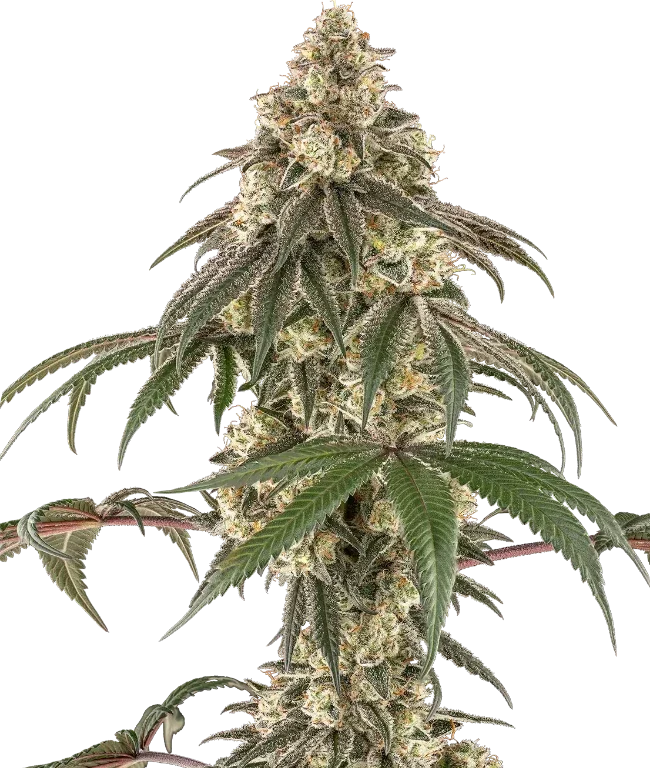 Honey Pot Feminized (Ziplock) – Pflanze