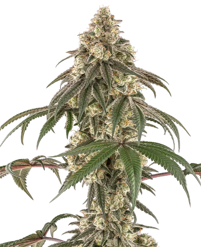 Honey Pot Feminized (Ziplock) – Pflanze