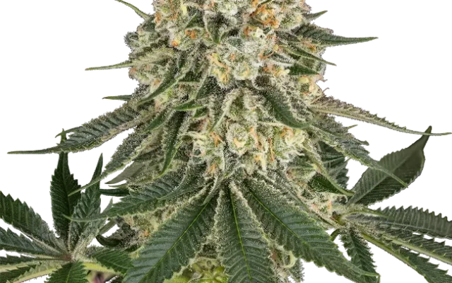 Papaya Spritzer Feminized (Ziplock) – Pflanze
