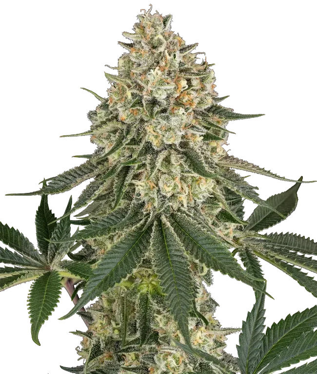 Papaya Spritzer Feminized (Ziplock) – Pflanze