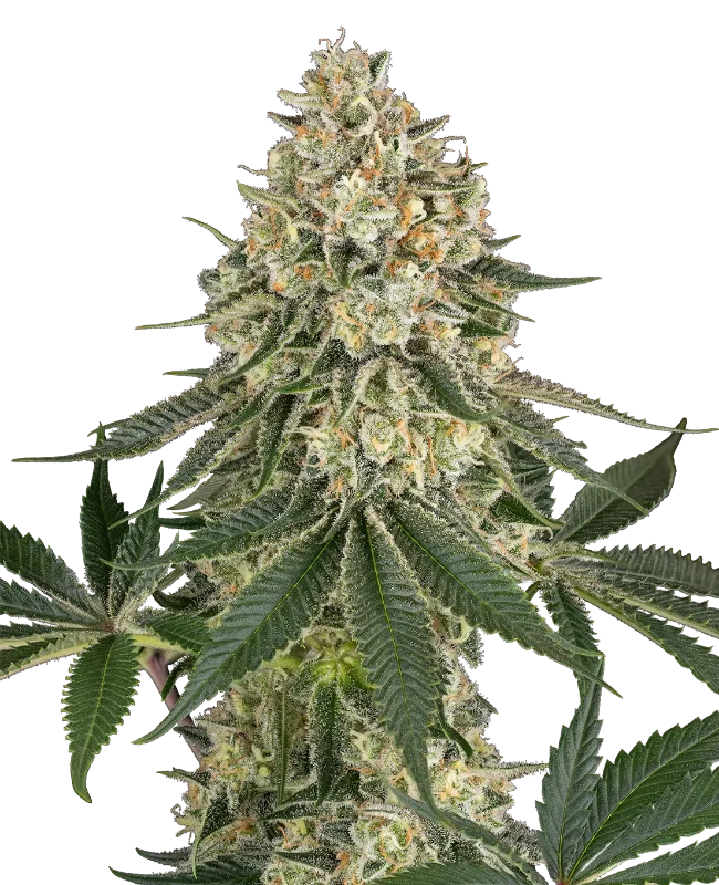 Papaya Spritzer Feminized (Ziplock) – Pflanze