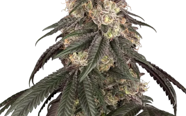 Red Bottoms Feminized (Ziplock) – Pflanze