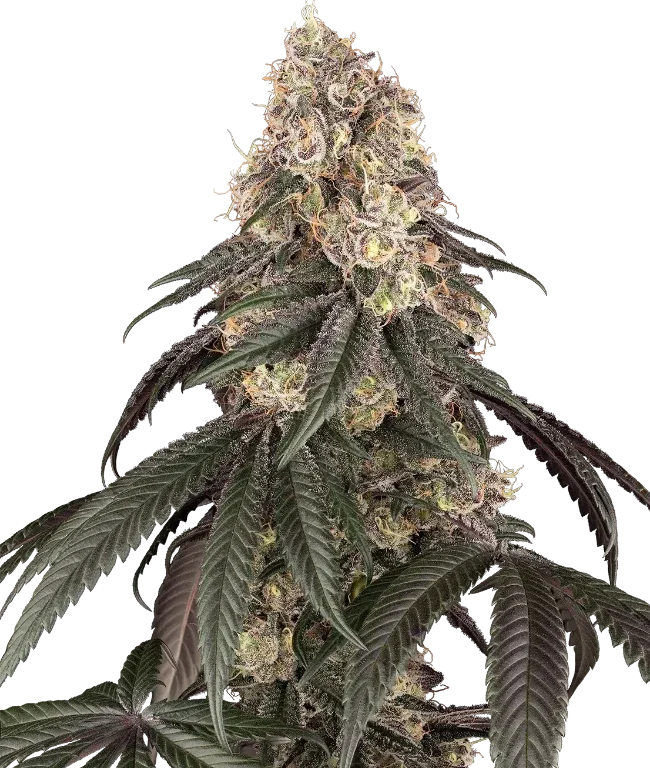 Red Bottoms Feminized (Ziplock) – Pflanze
