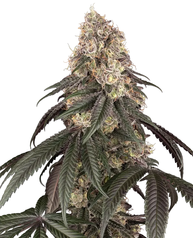 Red Bottoms Feminized (Ziplock) – Pflanze