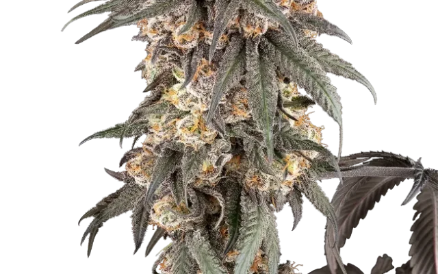 Gasoline Sherblato Feminized (Sherbinskis) – Pflanze