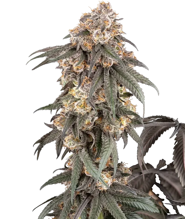 Gasoline Sherblato Feminized (Sherbinskis) – Pflanze