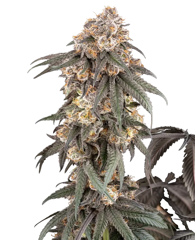Gasoline Sherblato Feminized (Sherbinskis) – Pflanze
