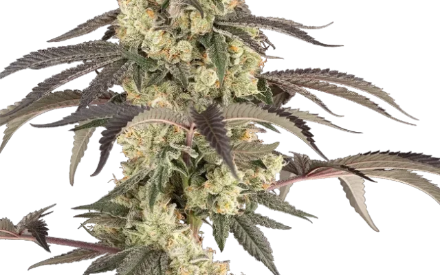 Jealousy Glaze Feminized (Sherbinskis) – Pflanze