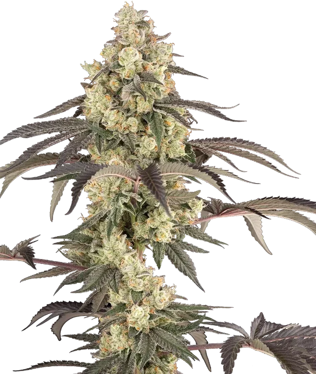 Jealousy Glaze Feminized (Sherbinskis) – Pflanze