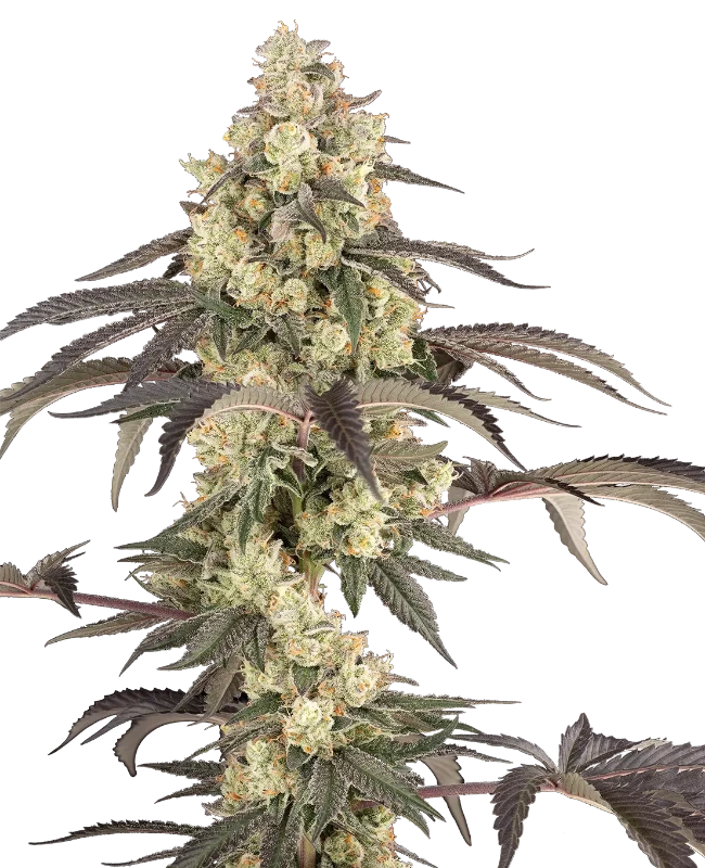 Jealousy Glaze Feminized (Sherbinskis) – Pflanze