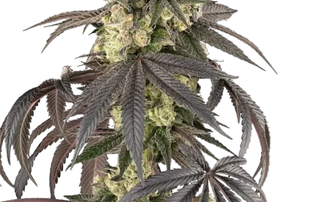 Sour Sherb Feminized (Sherbinskis) – Pflanze