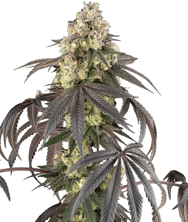 Sour Sherb Feminized (Sherbinskis) – Pflanze