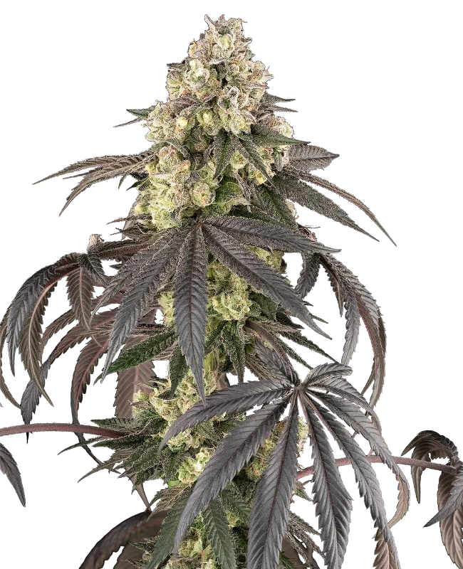 Sour Sherb Feminized (Sherbinskis) – Pflanze