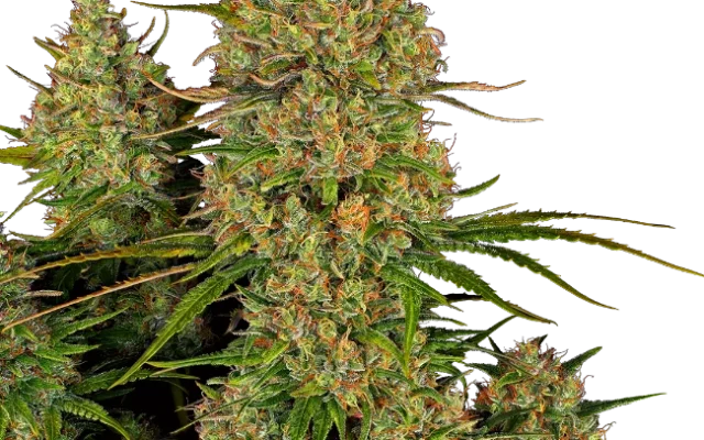 Sticky Orange XXL Automatic (Sensi Seeds) – Pflanze