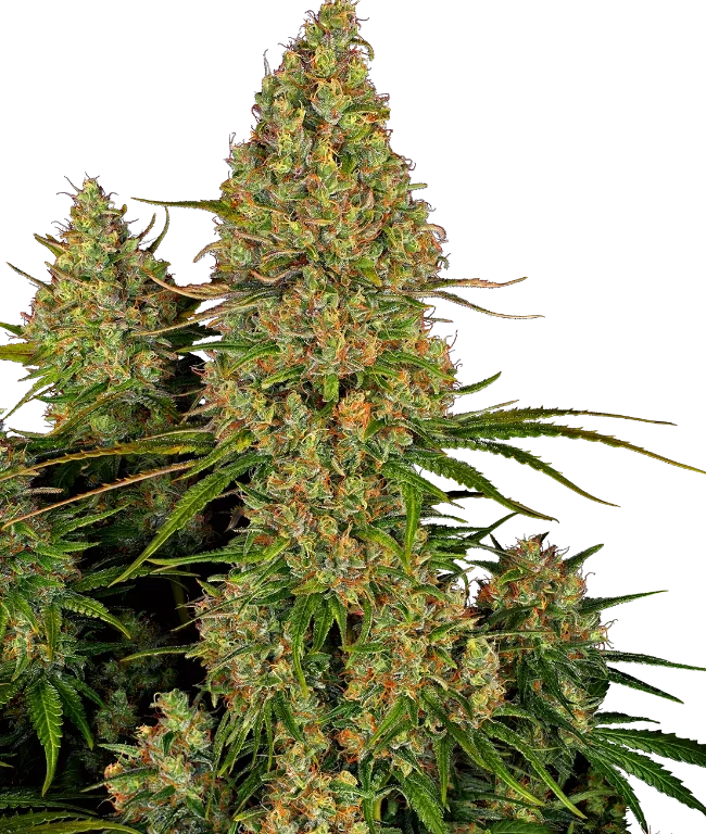 Sticky Orange XXL Automatic (Sensi Seeds) – Pflanze