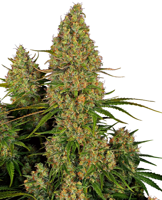 Sticky Orange XXL Automatic (Sensi Seeds) – Pflanze