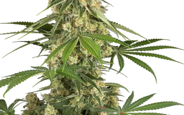 Sticky Orange XXL Feminized (Sensi Seeds) – Pflanze