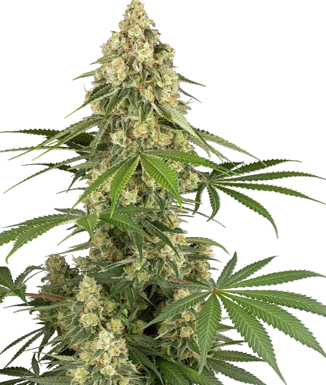 Sticky Orange XXL Feminized (Sensi Seeds) – Pflanze