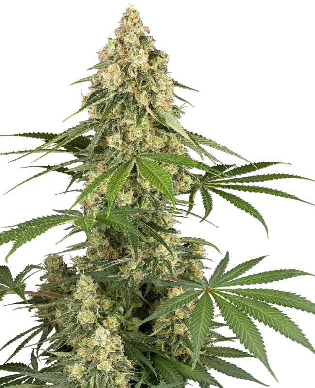 Sticky Orange XXL Feminized (Sensi Seeds) – Pflanze