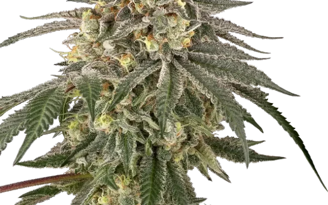 Cherry Gas Feminized (Sherbinskis) – Pflanze