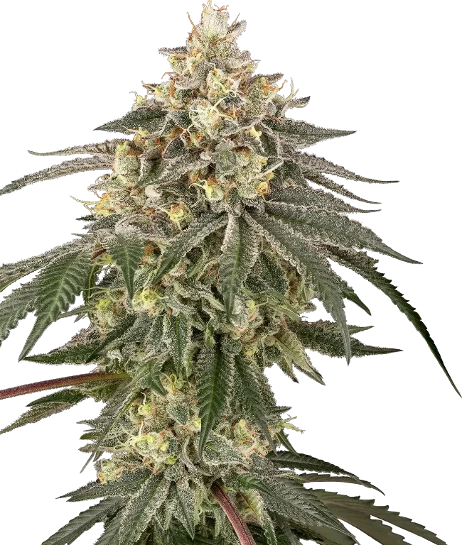 Cherry Gas Feminized (Sherbinskis) – Pflanze
