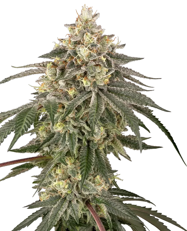 Cherry Gas Feminized (Sherbinskis) – Pflanze