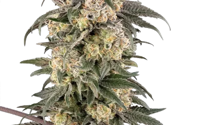 Chocolate Bananza Feminized (Sherbinskis) – Pflanze
