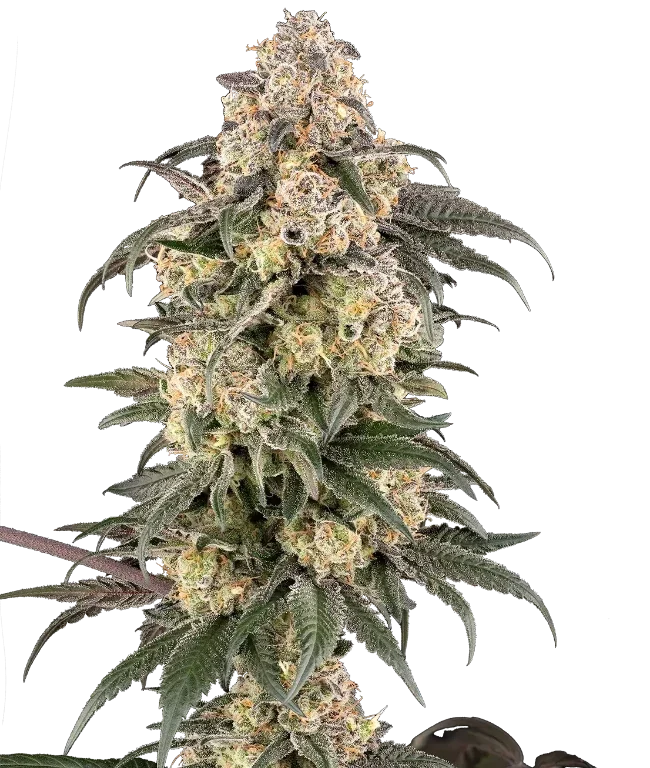 Chocolate Bananza Feminized (Sherbinskis) – Pflanze