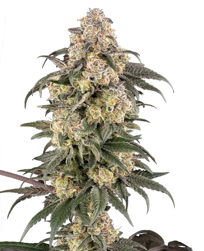 Chocolate Bananza Feminized (Sherbinskis) – Pflanze