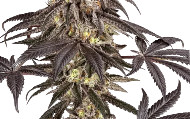 Pomegranate Rain Feminized (Ziplock) – Pflanze