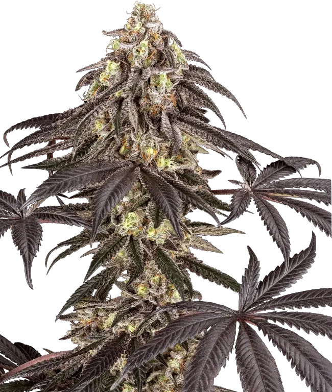 Pomegranate Rain Feminized (Ziplock) – Pflanze