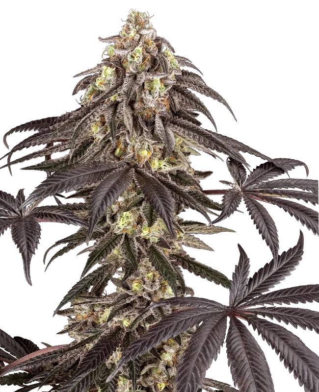 Pomegranate Rain Feminized (Ziplock) – Pflanze