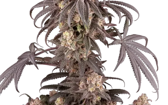Gun Smoke Feminized (Ziplock) – Pflanze