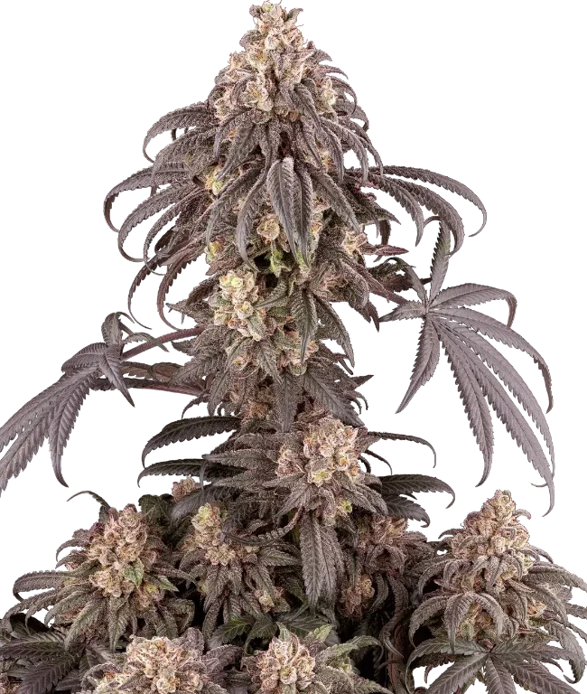 Gun Smoke Feminized (Ziplock) – Pflanze