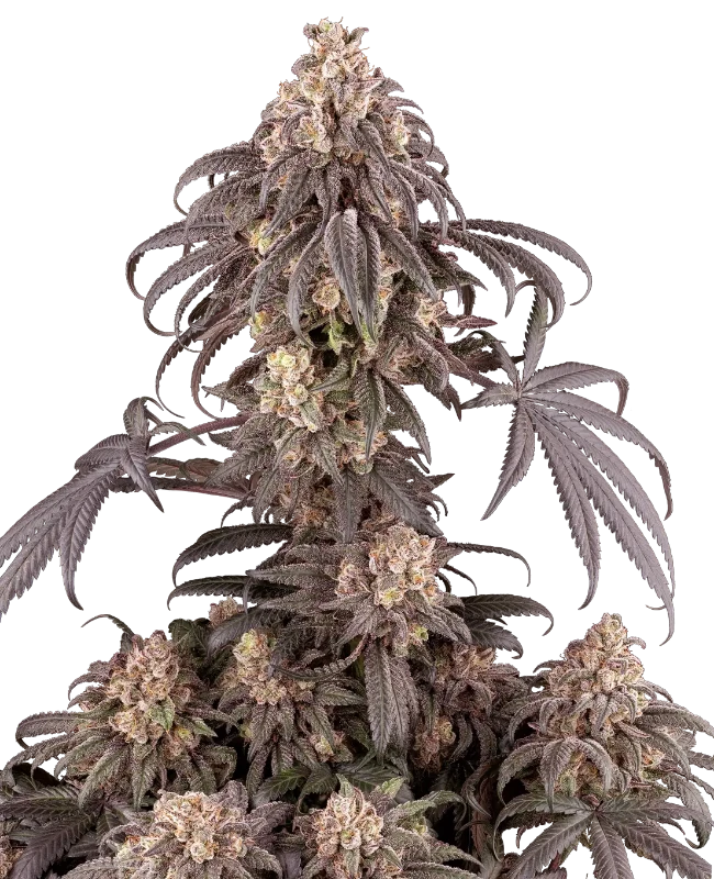 Gun Smoke Feminized (Ziplock) – Pflanze