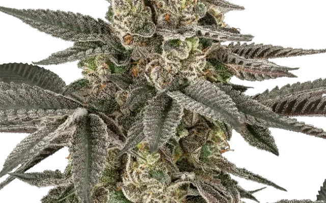 Blueberry Gasoline Regular (Serge Cannabis) – Pflanze